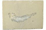Cretaceous Fossil Fish - Lebanon #238352-1